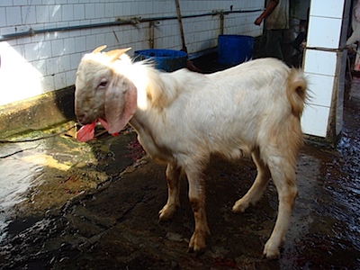 kambing1.jpg